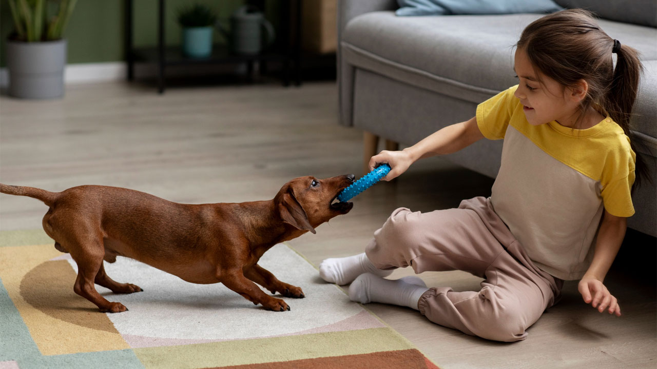 چگونه محیطی امن و شاد برای حیوان خانگی خود فراهم کنیم؟