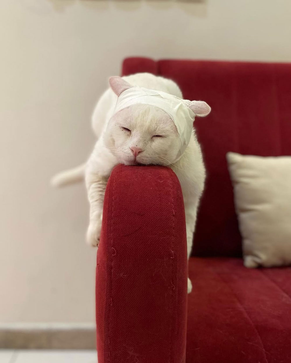 خدمات آزمایشگاهی و تصویربرداری دقیق برای تشخیص بهتر آزمایش خون، ادرار، مدفوع و بیوشیمی تصویربرداری با اشعه ایکس (رادیولوژی) سونوگرافی شکمی و قلبی بررسی هورمونی و ایمنی‌شناسی نمونه‌برداری و ارسال به آزمایشگاه‌های تخصصی