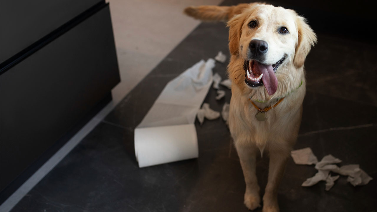 علائم اضطراب در سگ‌ها و گربه‌ها؛ چگونه به حیوان خود آرامش بدهیم؟