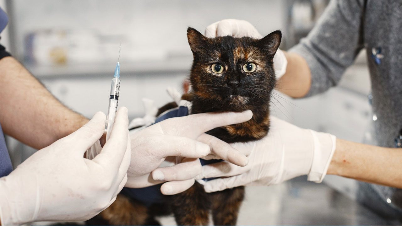 واکسیناسیون سگ‌ها و گربه‌ها؛ جدول زمانی و اهمیت هر واکسن