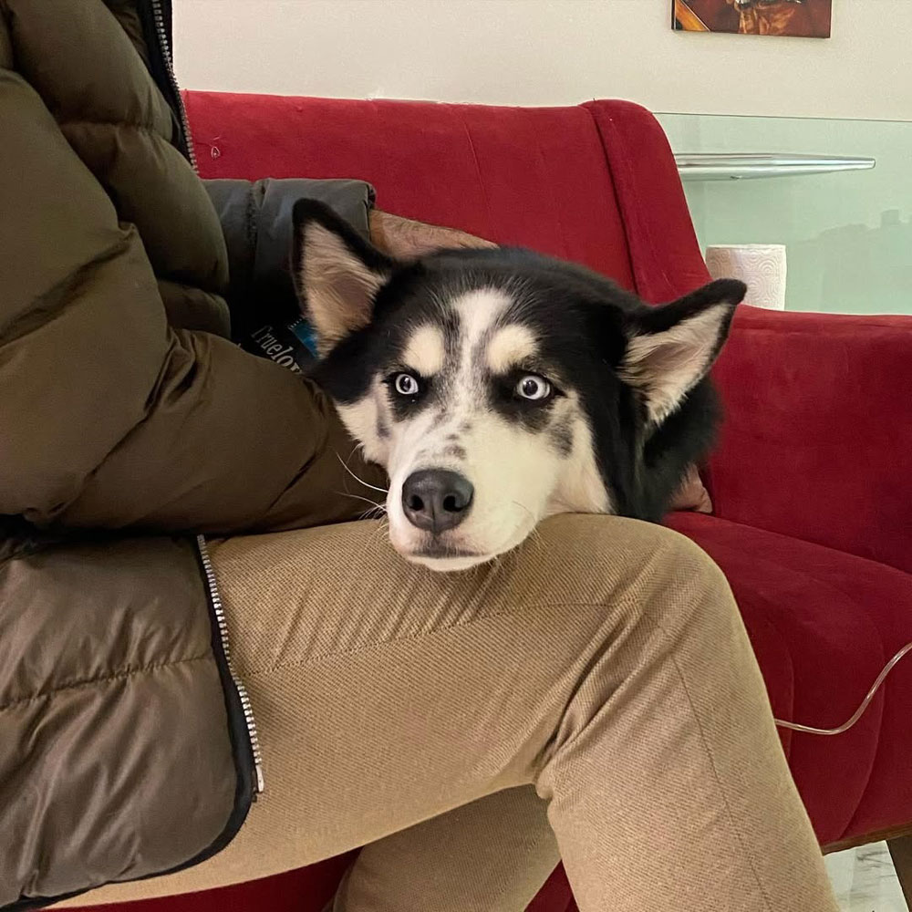 واکسیناسیون حیوانات خانگی برای پیشگیری و ایمنی واکسیناسیون اولیه تولهها و بچهگربهها واکسنهای دورهای برای سگها و گربههای بالغ واکسنهای ضروری (هاری، پاروو، دیستمپر، پنلوکوپنی، کلسیویروس و...) مشاوره تخصصی درباره زمانبندی و نوع واکسنها ثبت سوابق واکسیناسیون و یادآوری نوبتهای بعدی