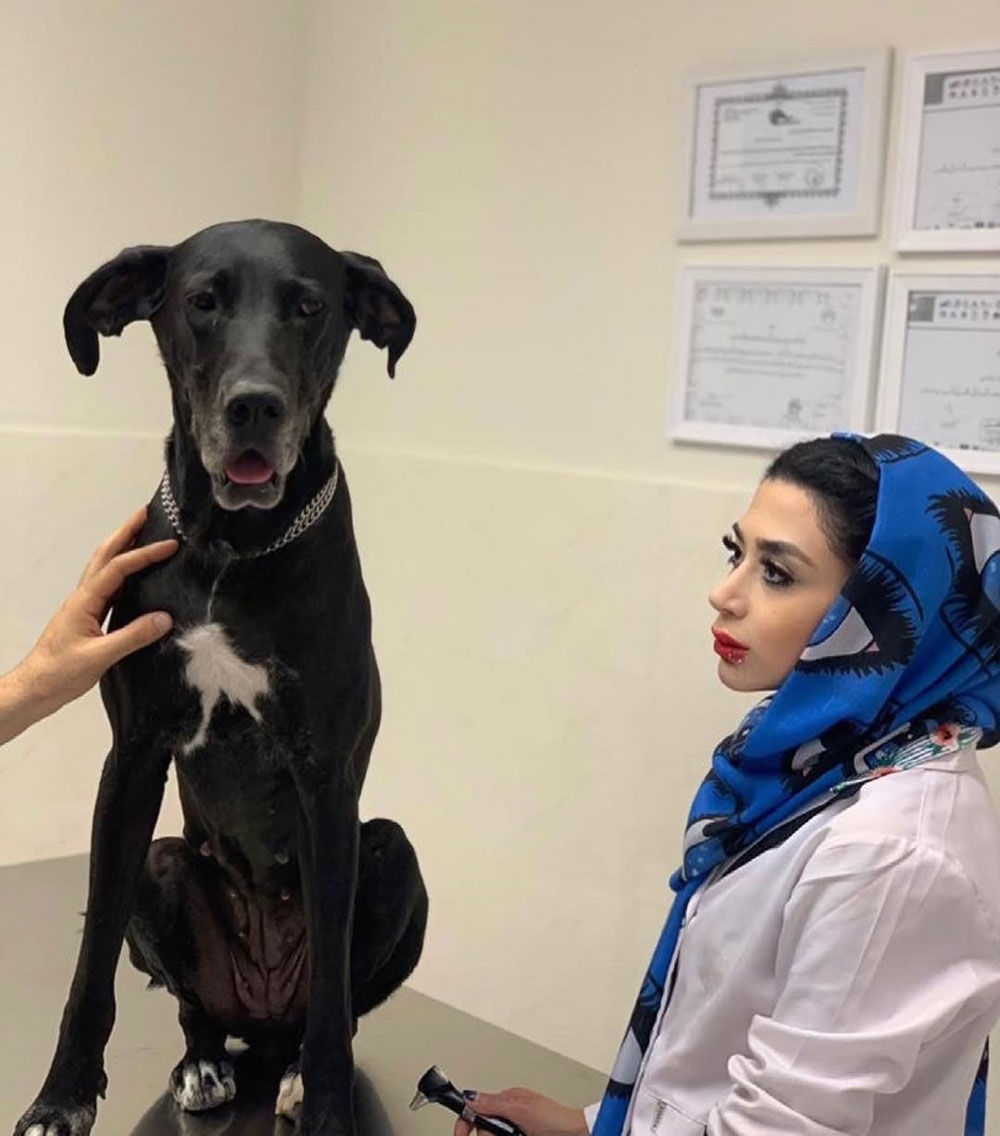 جراحی و درمانهای تخصصی حیوانات خانگی جراحیهای عمومی و تخصصی (عقیمسازی، تومور، دستگاه گوارش، ارتوپدی) جراحیهای دندانپزشکی و دهان درمانهای داخلی پیشرفته (کلیه، کبد، قلب، دیابت) مراقبتهای پس از جراحی و کنترل درد مشاوره تخصصی قبل از جراحی و پیگیریهای درمانی